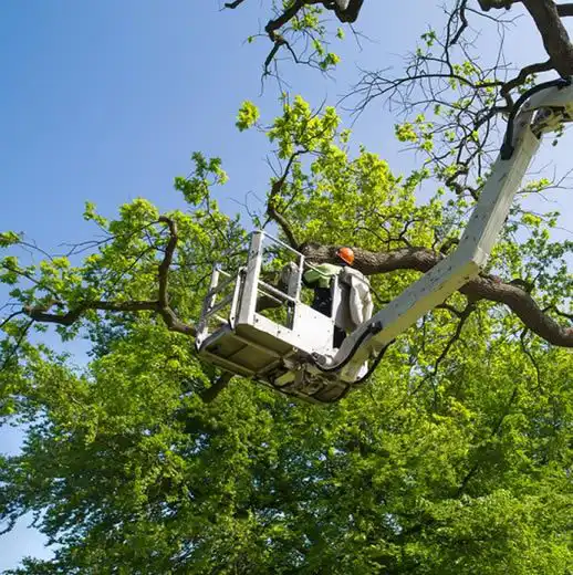 Tree Removal
