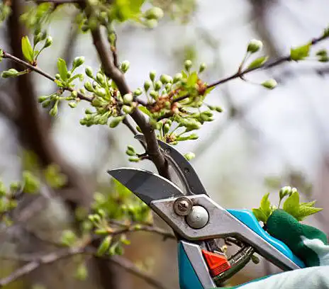 Tree Trimming