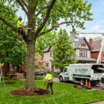 Tree care service