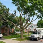 Tree Trimming Service