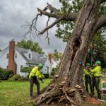 tree removal service