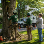 Buffalo Tree Service
