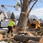 tree removal buffalo ny