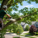 Tree Trimming